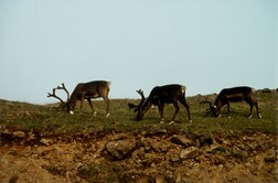 reindeers