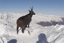 Hochgurgl, Gamsbock am Top Wurmkogl